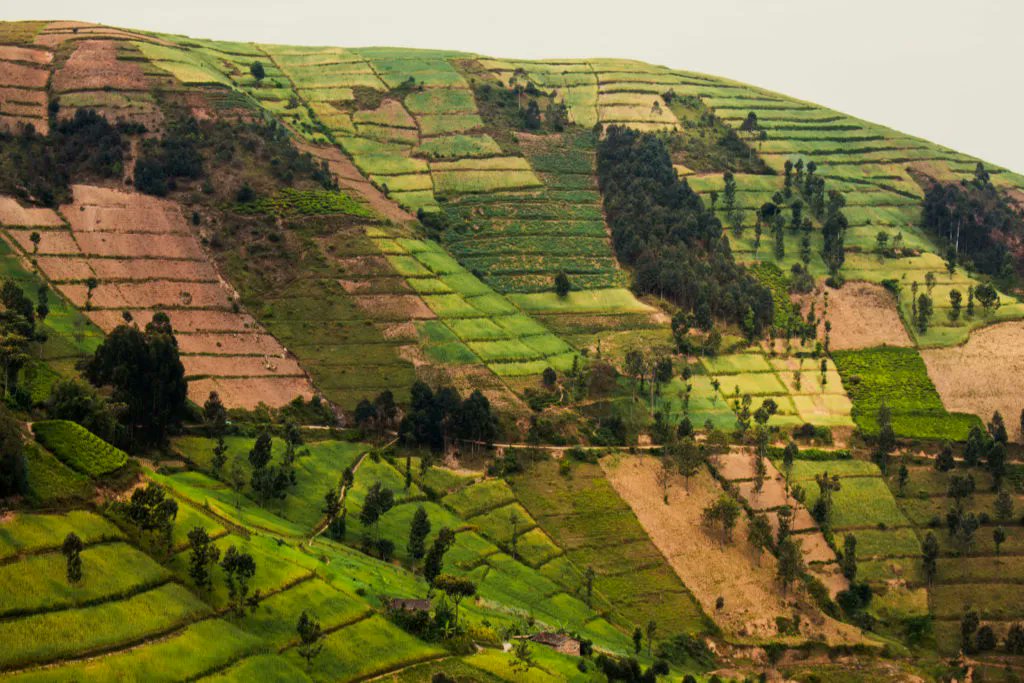 According to @UN, hunger is not caused by food shortage alone but by a combination of natural, social & political forces. Natural resources that are necessary for human survival include soil. Learn how #climatechange is contributing to soil degradation: ifdc.org/2022/04/21/cli…