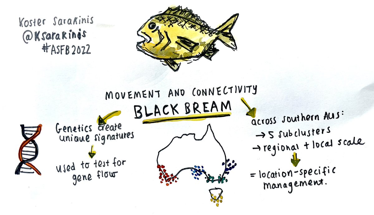 Nina Wootton (@drninamarina) on Twitter photo Movement and connectivity of black bream across Australia - 5 very clear subclusters shown. Great presentation by <a href="/KSarakinis/">Koster Sarakinis</a> at #ASFB2022 🐟🧬<a href="/AustSocFishBiol/">ASFB</a> <a href="/BronGillanders/">Bronwyn Gillanders</a> #scicomm #sketchingscience Movement and connectivity of black bream across Australia - 5 very clear subclusters shown. Great presentation by <a href="/KSarakinis/">Koster Sarakinis</a> at #ASFB2022 🐟🧬<a href="/AustSocFishBiol/">ASFB</a> <a href="/BronGillanders/">Bronwyn Gillanders</a> #scicomm #sketchingscience