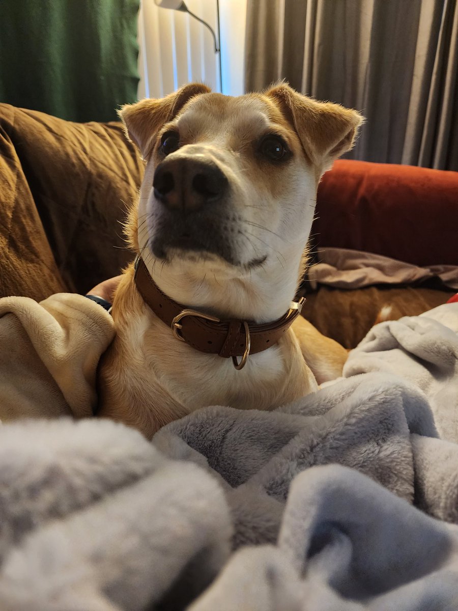 chelsburke's tweet photo. Laying on the couch with a bad migraine and neck pain. Here comes Buddy to save me for a few minutes(short attention span). 
#dogsoftwitter #dogsarefamily #dogs #AdoptDontShop @NukingTheCat https://t.co/SZF8FzIvZM
