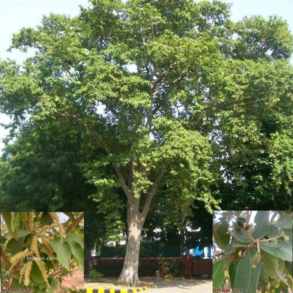 ترمناليا أرجوان هو الاسم الشائع
الإسم العلمي:Terminalia arjuna
تسمى ايضاً:ترمناليا ارجونا-ترمناليا ارجون.
دائمة الخضرة،متساقطة الأوراق،كبيرة الحجم يبلغ طولها مابين 20-25 متر، وتشكل ظلًا واسعًا.
•زهورها صغيرة مجتمعة على شكل عناقيد.
•تتحمل الأجواء الحارة والباردة نسبياً.