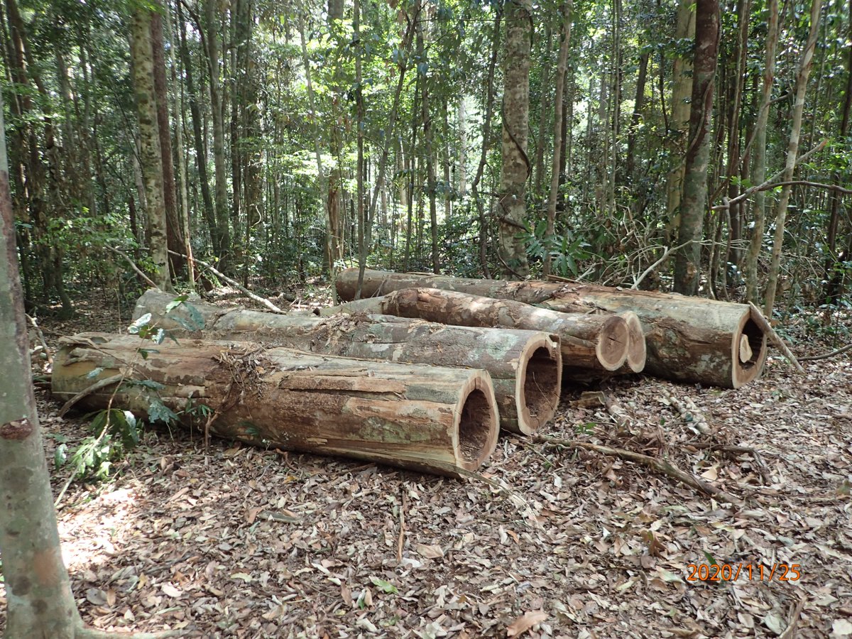 QldEnvironment's tweet photo. MEDIA RELEASE
A Townsville logging company has been fined $10,000 in the Cairns Magistrates Court after pleading guilty to unlawfully cutting down a number of trees in the Wet Tropics World Heritage Area near Cooktown. #QPWS #WTMA
https://t.co/rP6JywJ2dx https://t.co/HvULTWbsg6