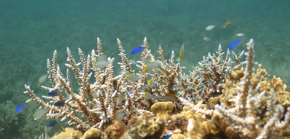 Fanny Houlbreque 🪸 (@houlbrequefanny) on Twitter photo We're looking for a PhD student to study coral community dynamics in isolated reefs in New Caledonia in the context of ocean warming at IRD Nouméa, with #MohsenKayal and <a href="/HoulbrequeFanny/">Fanny Houlbreque 🪸</a> <a href="/UMREntropie/">Entropie - Tropical Marine Ecology Lab.</a> apply until November30, details here 👉 umr-entropie.ird.nc/index.php/home… We're looking for a PhD student to study coral community dynamics in isolated reefs in New Caledonia in the context of ocean warming at IRD Nouméa, with #MohsenKayal and <a href="/HoulbrequeFanny/">Fanny Houlbreque 🪸</a> <a href="/UMREntropie/">Entropie - Tropical Marine Ecology Lab.</a> apply until November30, details here 👉 umr-entropie.ird.nc/index.php/home…