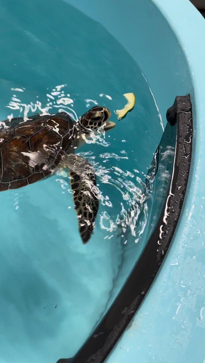 SeaTurtleCenter tweet picture