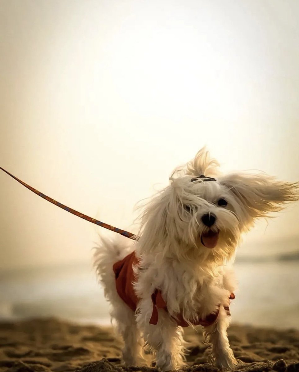 cryptoghost02's tweet image. Bad hair day  pinftagram.com/indivtoken?tok…      #nftmarketplace #nftminting #bscgem #nftminting #nftart #nftartist #nftcollectibles #nftartgallery #nftcommunity #nftinvestor #pinftgram #bscgem #nftmint #nftcollectors @pinftagram @PinftagramMP