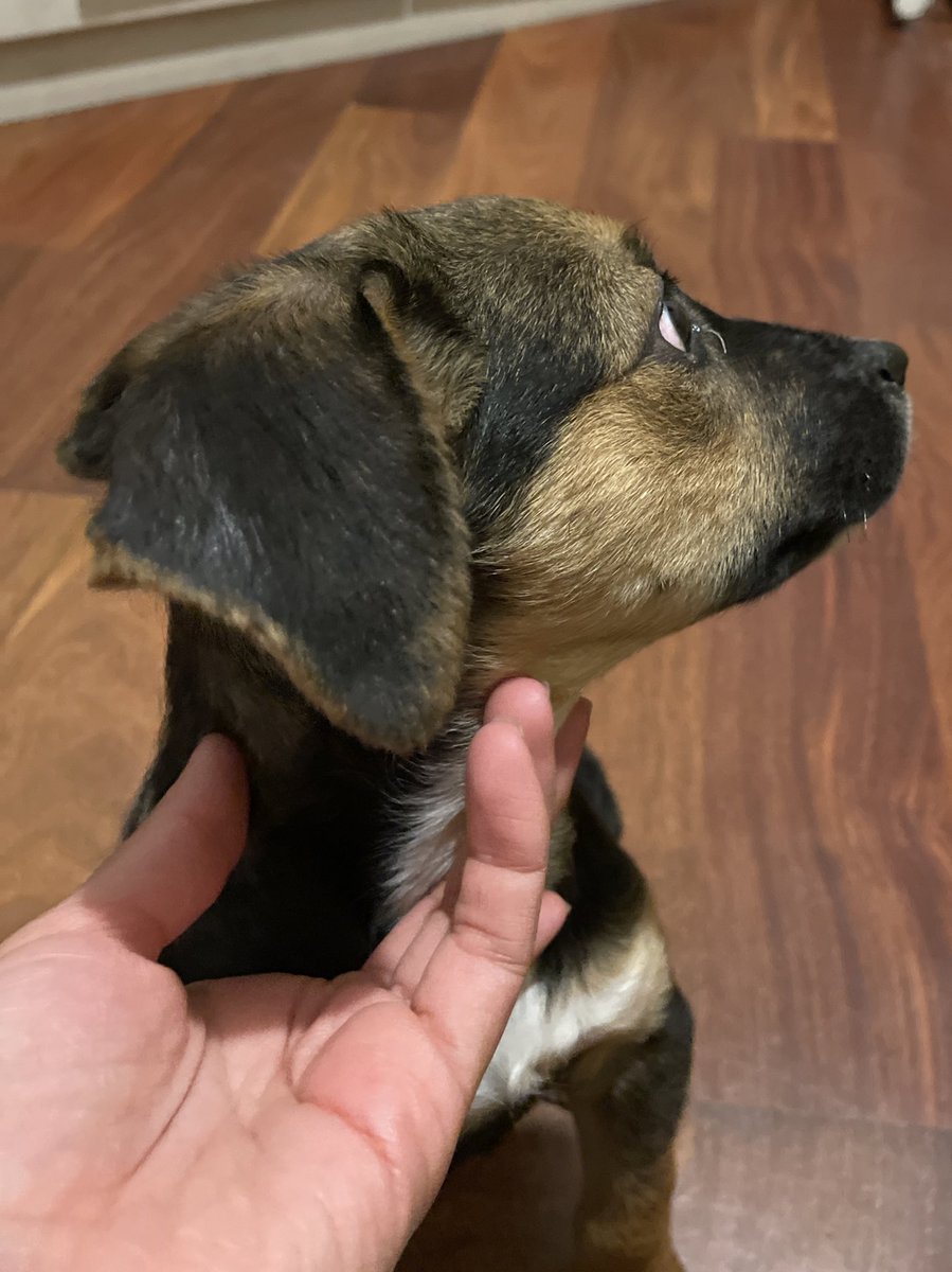 gabitaah's tweet photo. Twitter haz lo tuyo ✨Este perrito bellecita está en adopción. Tiene 3 meses, macho, vacunado, va a ser mediano, es tranquilo y extra cariñoso. Ayúdenme compartiendo porfa para que encuentre un hogar donde le den mucho amor 🥰 https://t.co/oJ3rj7gQ5I