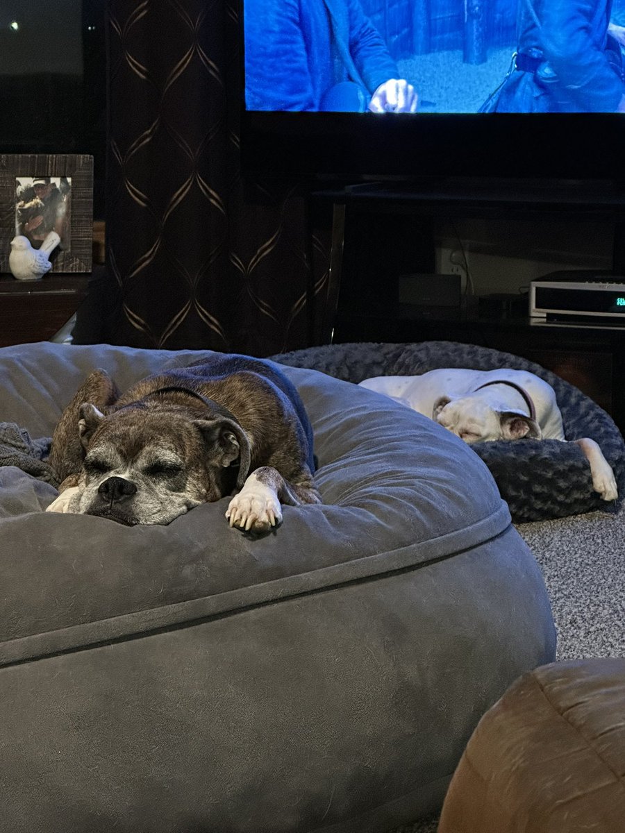 akgrl33's tweet photo. Bob and Nala say take it easy tonight. #adventuresindogsitting https://t.co/fO8pzhiS8t