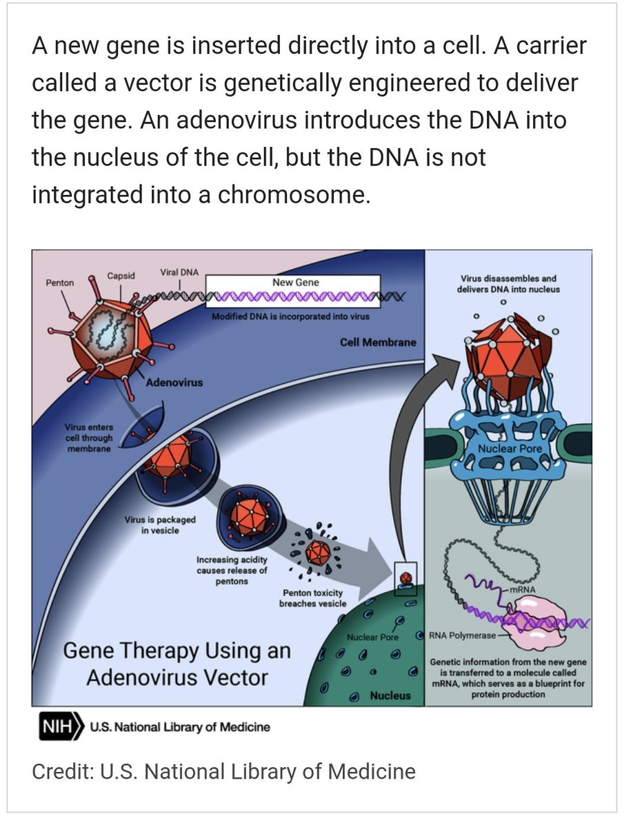 Molecular Genetics PSA: Johnson & Johnson / AstraZeneca 'vaccines' ARE GENE THERAPY TOO! An adenovirus viral vector implants dsDNA into the cellular nucleus. The dsDNA is transcribed into mRNA which leaves the nucleus and tells a ribosome to make spike protein.
