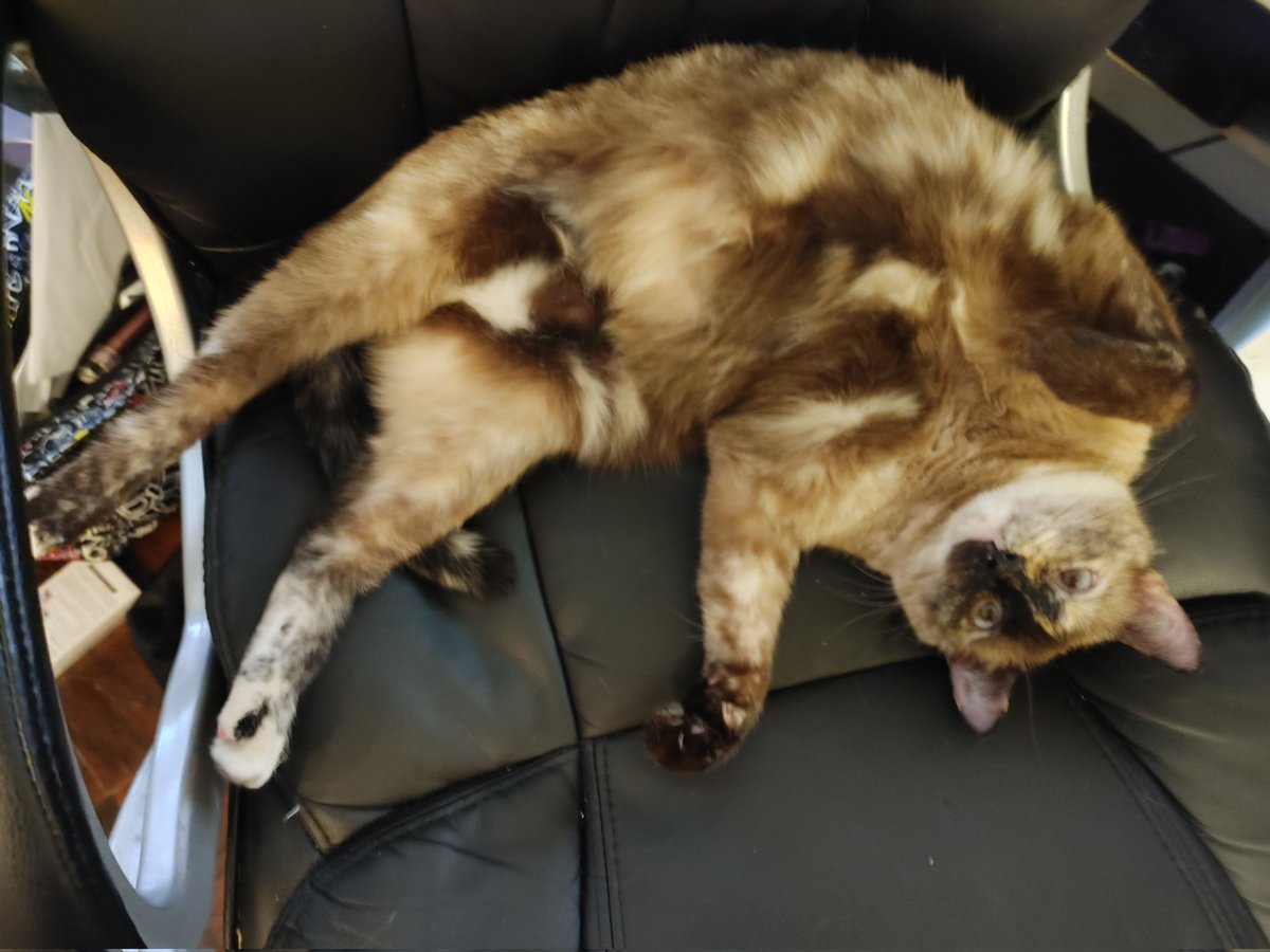 Thank God I have a prescription for Xanax and cats tonight.