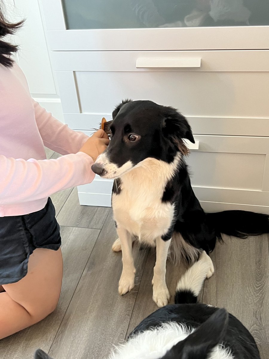 KaiGalang10's tweet photo. We love being pampered π₯°π₯°π₯° #Kai&Mika #DogsofMandox #LetsDogGood @DogsOfMandoX @FriendsOfDogss https://t.co/WVOWEPxHEf