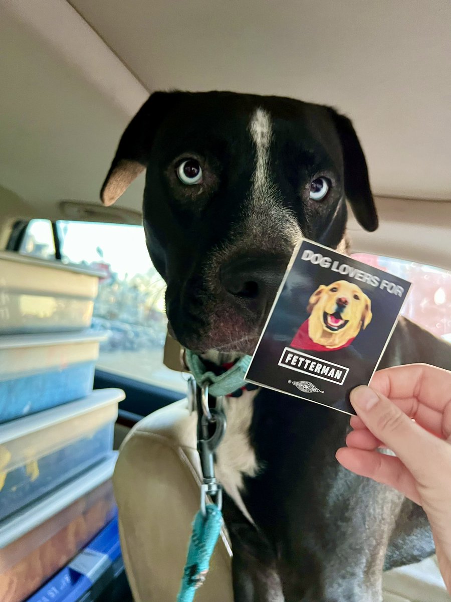 GARFramona's tweet photo. Archie is keeping his paws crossed for @JohnFetterman @giselefetterman! https://t.co/eVE74wnYI5