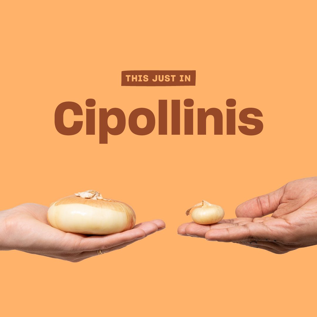 Just in time for the great Thanksgiving stock-up, we’ve got yellow cipollinis! No need to chop up these sweet, squat onions, go ahead and roast ’em whole or throw them into all-day braises.