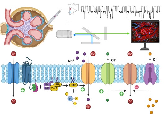 Alexander Staruschenko (@staruschenko) on Twitter photo Everything that you need to know about ion channels in glomeruli!!! Not only podocytes!
Published in the January issue (2023) of <a href="/physiolrev/">Physiological Reviews</a> (IF=45).
An outstanding collaboration between Dr. Stuart Dryer, Rong Ma, <a href="/OPalygin/">Oleg Palygin</a>, and myself.
journals.physiology.org/doi/abs/10.115… Everything that you need to know about ion channels in glomeruli!!! Not only podocytes!
Published in the January issue (2023) of <a href="/physiolrev/">Physiological Reviews</a> (IF=45).
An outstanding collaboration between Dr. Stuart Dryer, Rong Ma, <a href="/OPalygin/">Oleg Palygin</a>, and myself.
journals.physiology.org/doi/abs/10.115…