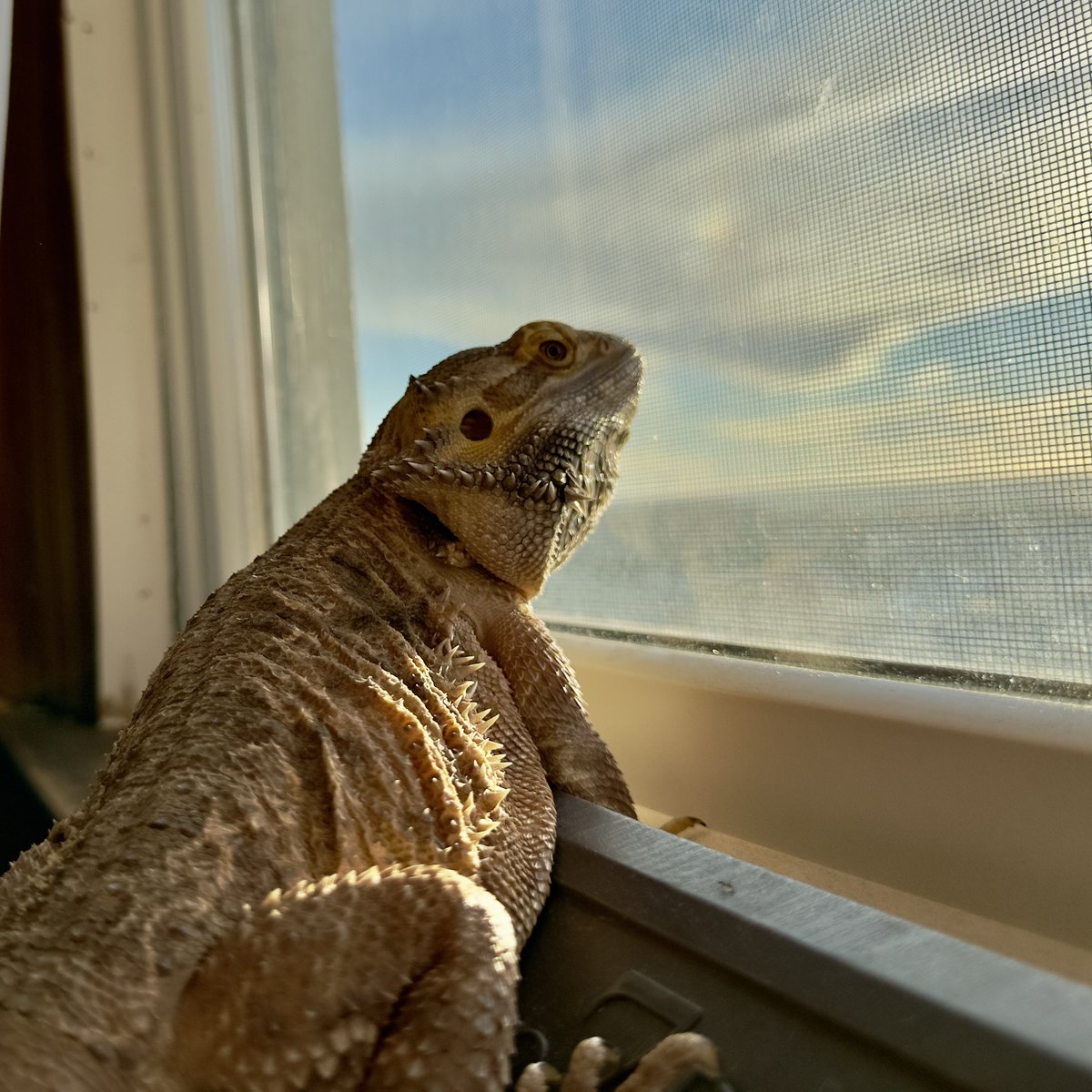 🦎 Bando tweet media