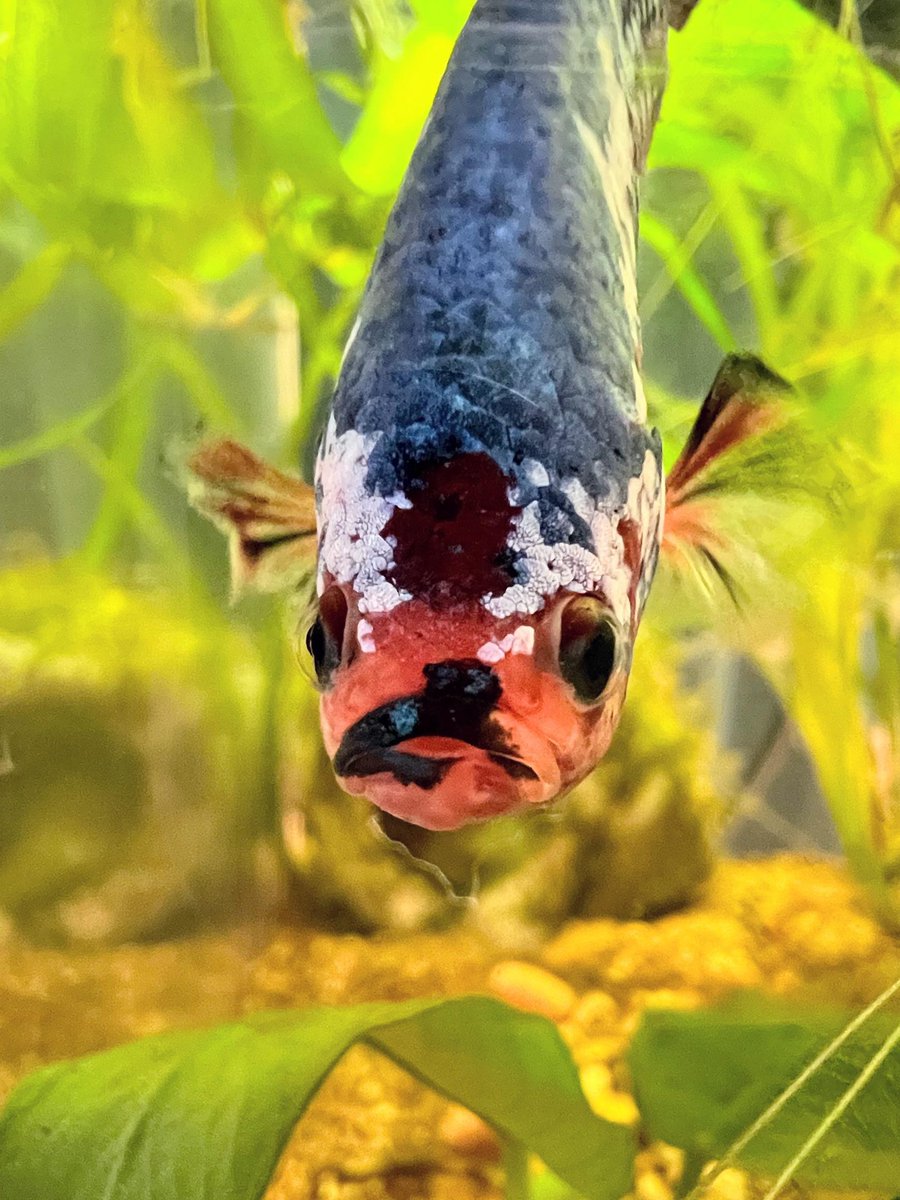 _Go_Fish_ tweet picture