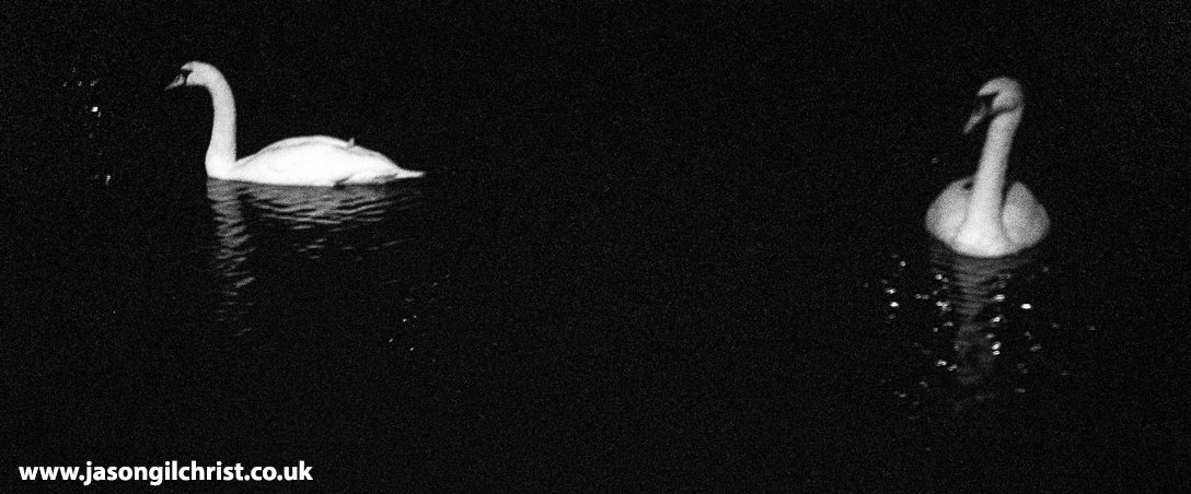 Union Canal mute swans, Cygnus olor, Wester Hailes, Edinburgh, Scotland, tonight. Its been the adult pair (sans cygnets) for a few weeks now. #MuteSwans #swans #Cygnusolor <a href="/SwanwatchUk/">SWANWATCHUK</a> #SwanwatchUK #BirdPhotography #BlackAndWhite #NightPhotography #UnionCanal #Edinburgh #Scotland