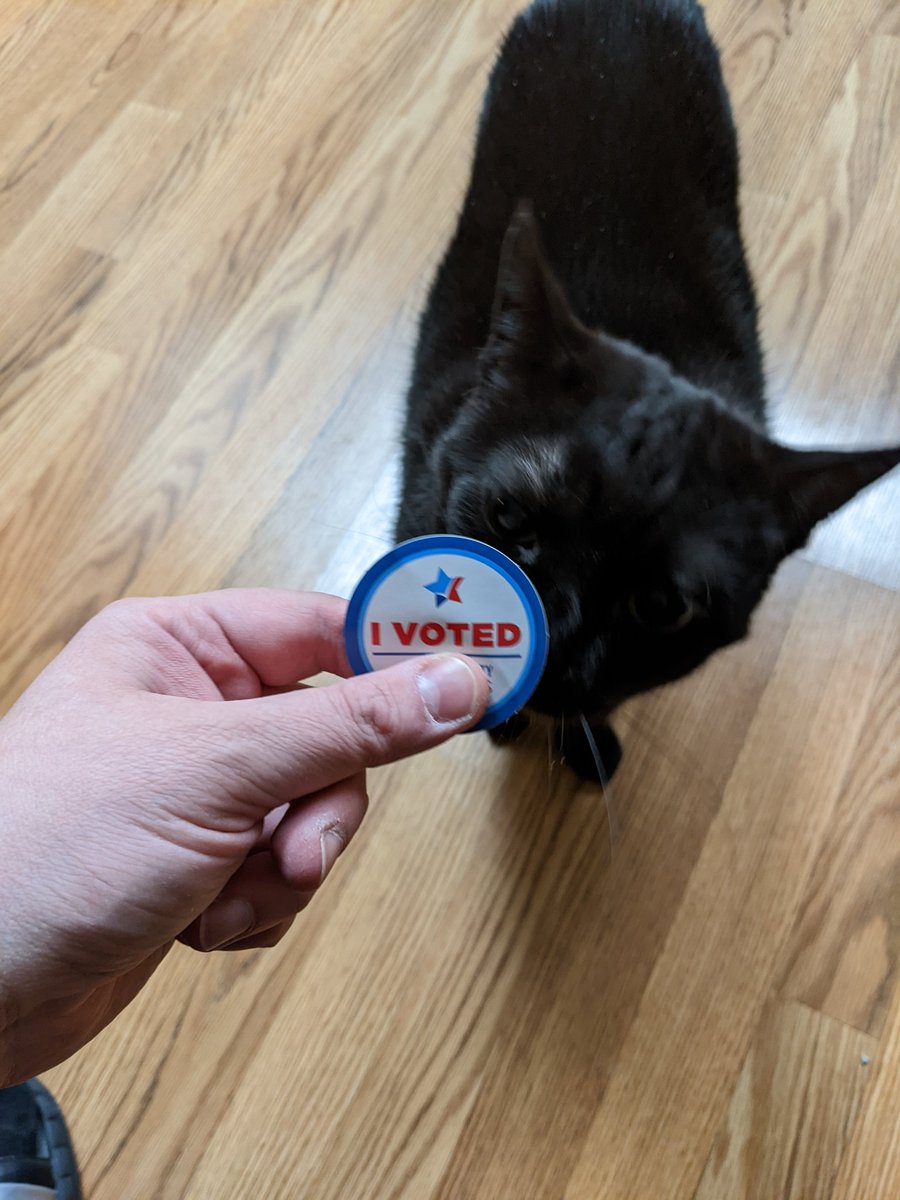 Cats... not terribly interested in the fact that I did a democracy.