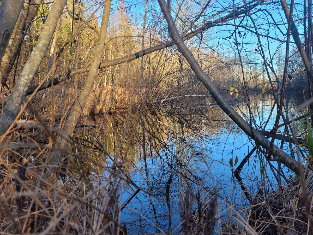 Kheiroplays's tweet photo. #NaturePhotography #amateurphotography #nature #outdoors #Quebec #Canada https://t.co/7ZQf2qshnC