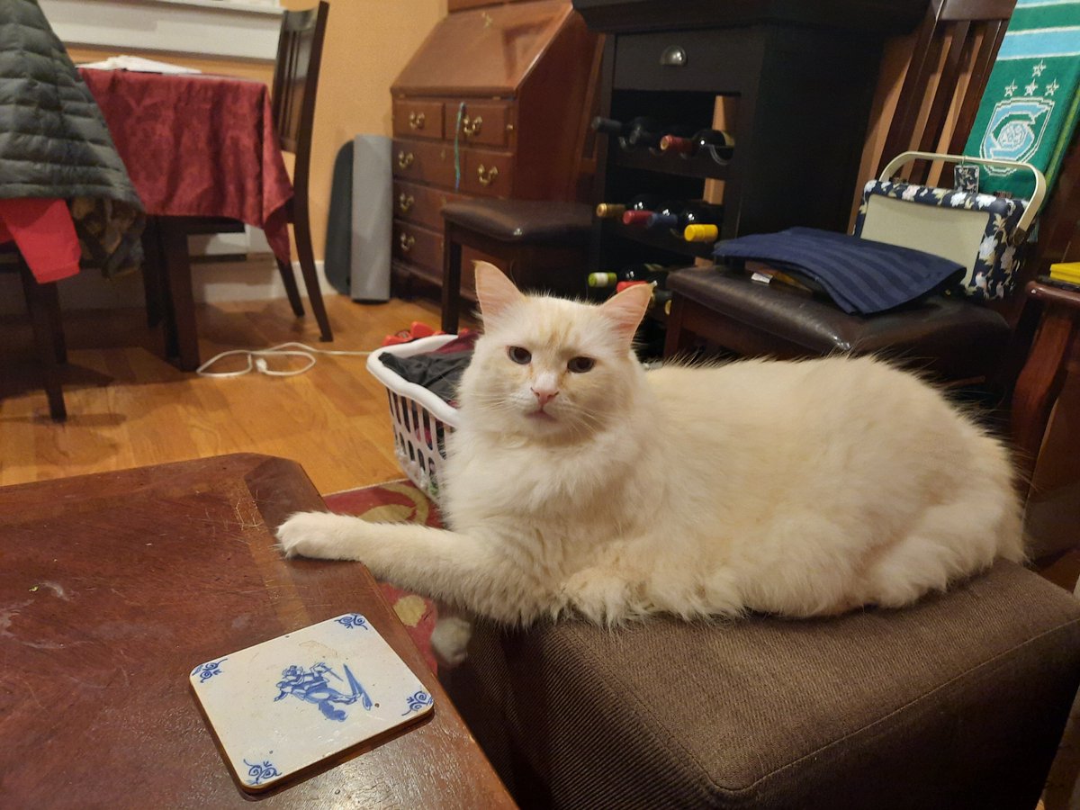 Fuzzicle's tweet image. An audacious paw.