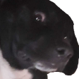 ElJoeJoeBeans's tweet photo. @ZukoTaco @wildtiktokss https://t.co/vYoxqrD0gI