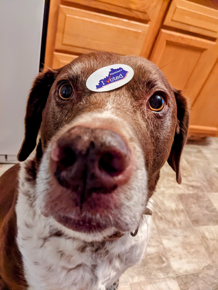 KaraDylanO's tweet photo. What a good boy. #DogsOnTwitter https://t.co/vKU13hZ0Iy