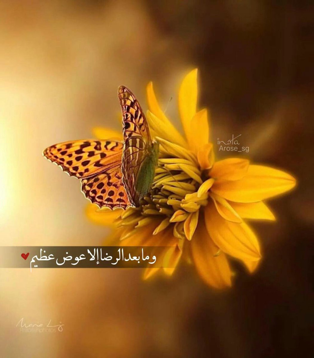 marromalali's tweet photo. اللهم لا تحجب دعوتي 
ولا ترد مسألتي💙🌻 https://t.co/2bFkADrONO