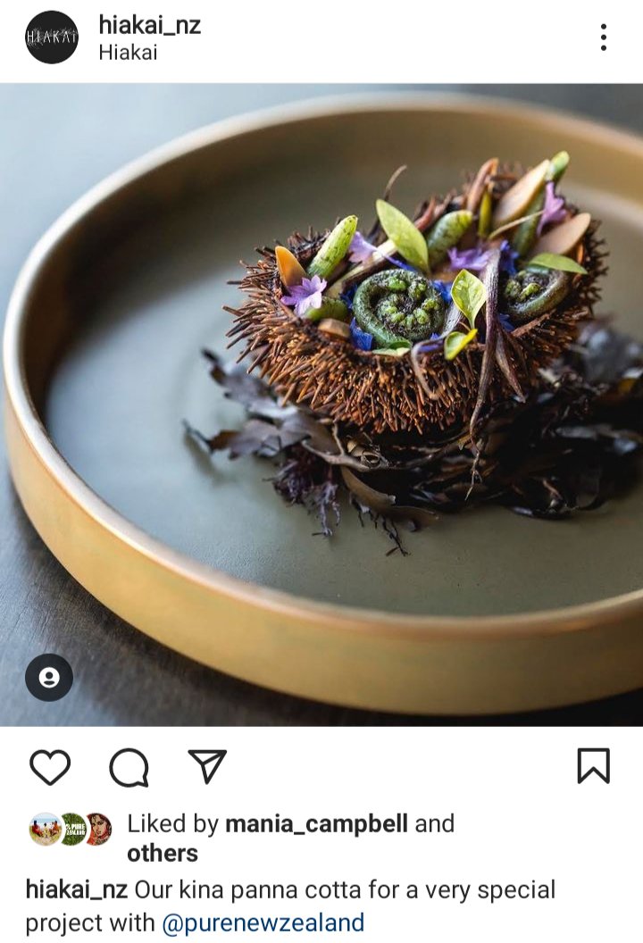 Hiakai IG: Picture of a plated meal, very fancy. Caption reads "Our Kina panna cotta for a very special project with @Purenewzealand