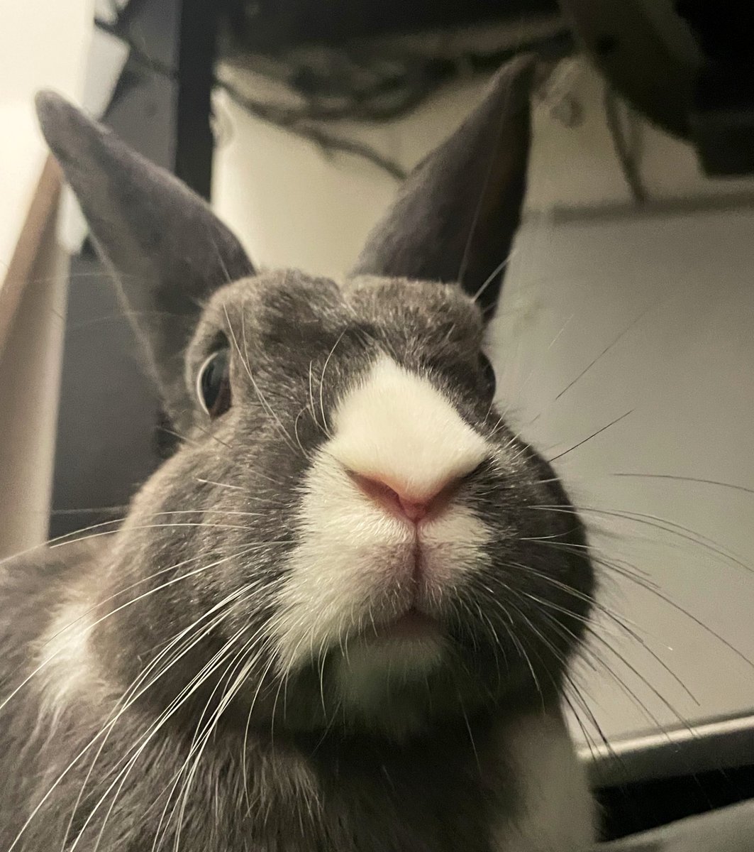 FloatingKoala's tweet photo. Meet my son https://t.co/TJvFVWJewO