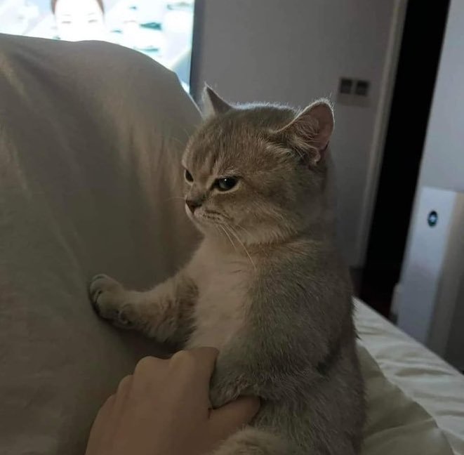 Todo Dia Gatinhos 🐾 tweet media