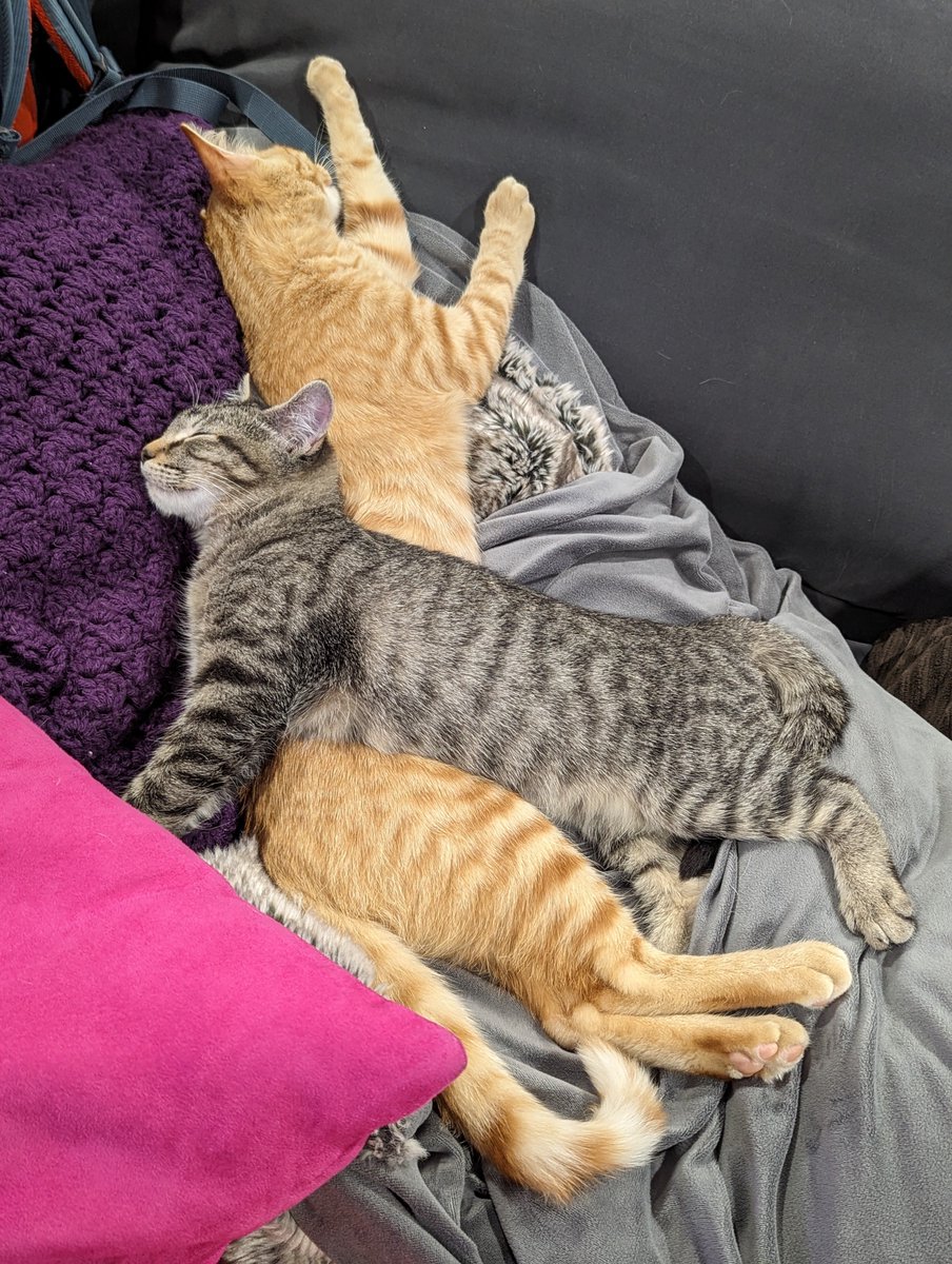 OMG!!! 😻🧡 They are so freaking cute!!!!! 

#CatSitting #CatsOfTwitter #AdoptMe #BayArea (only the Tabby)