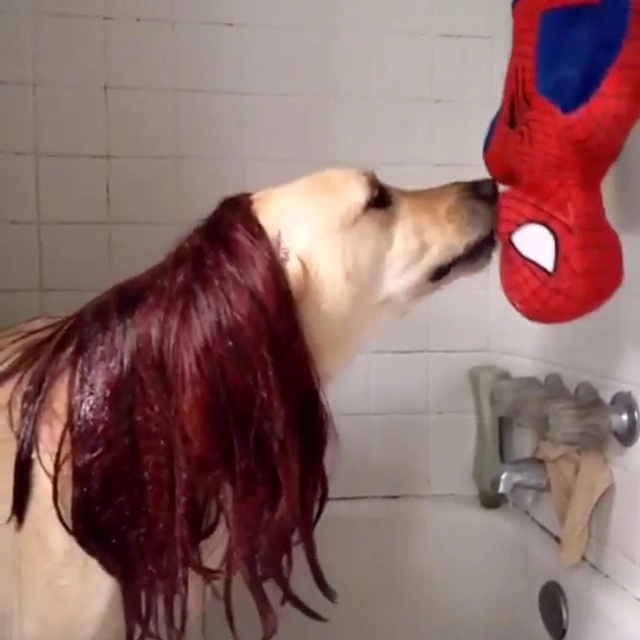 AdCheeky's tweet photo. @Luplux27 @MonzaTheKobold @JTwusky oh cool "as you see a Spiderman" https://t.co/AH2ByUa3lX