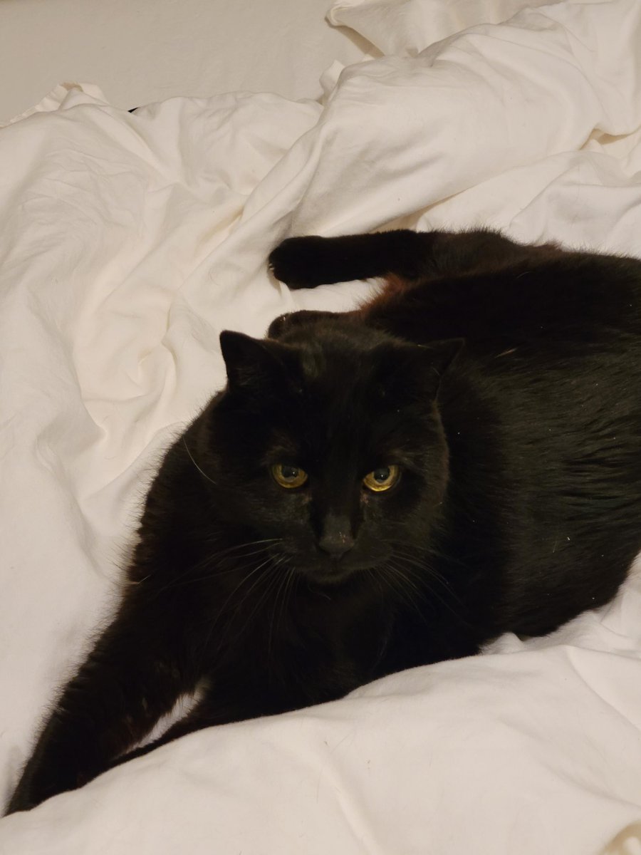 84lizard's tweet image. RIP Noel. We'll miss you baby. 😥