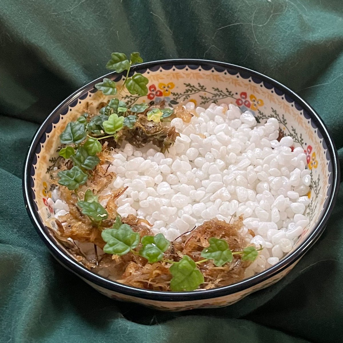 #식물_트친소
#식집사_트친소
#식친소
#풀친소
 ()()
(˘*ˇ) ♥
안녕하세요. 관엽 베고니아 난초 박쥐란 등 가릴 것 없이 식물 좋아하는 영롱이라고 합니다. 
최근엔 안스리움과 양치식물에 빠져있어요. 오래 저와 함께 하실 분을 찾습니다. 
마음주시면 저도 마음맞는 분께 찾아가겠습니다.