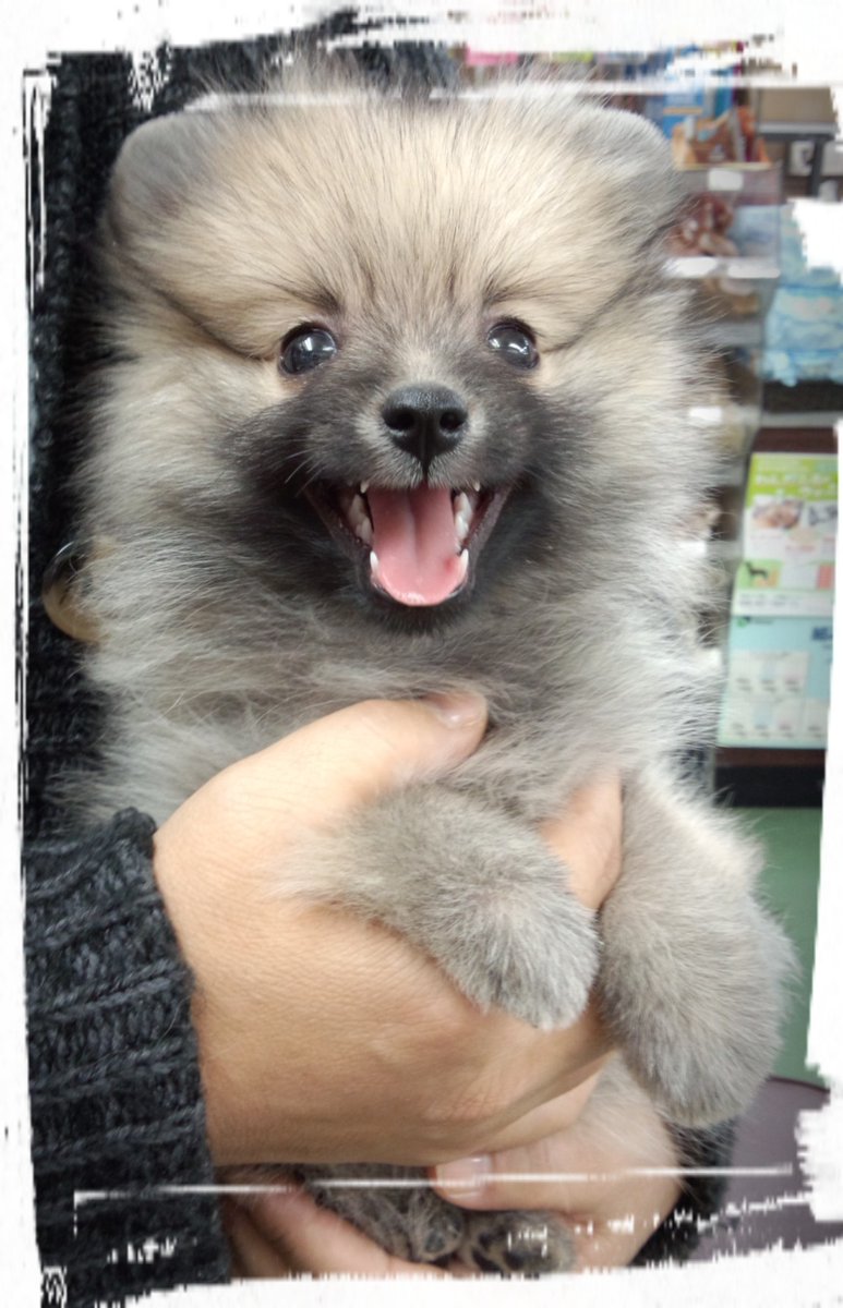 ✨🌝Haduki-Touch🌞✨(低浮上中ﾃﾞｽ🙇🏻‍♀️) tweet media