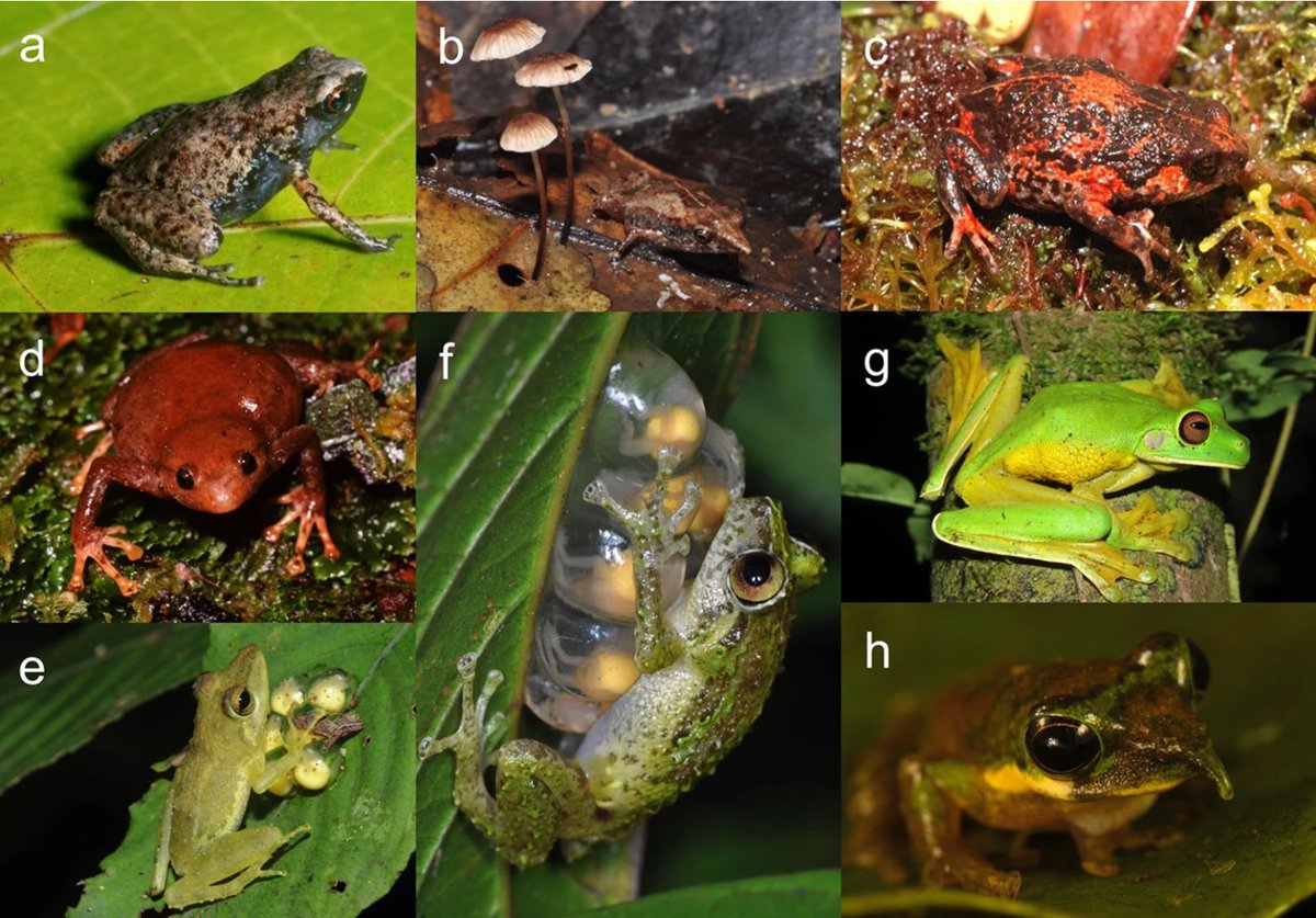 Simon Clulow (@simonclulow) on Twitter photo Melanesia, centred on the vast island of New Guinea, holds the most diverse and intact insular amphibian fauna on Earth. Latest paper out now in <a href="/CommsBio/">Communications Biology</a>. A huge, multinational effort led by Paul Oliver, <a href="/deborah_bower/">deborah bower ๐ข ๐ ๐ธ</a> et al ๐ธ๐ธ @GU_Sciences <a href="/UC_CCEG/">Centre for Conservation Ecology & Genomics</a>
nature.com/articles/s4200โฆ Melanesia, centred on the vast island of New Guinea, holds the most diverse and intact insular amphibian fauna on Earth. Latest paper out now in <a href="/CommsBio/">Communications Biology</a>. A huge, multinational effort led by Paul Oliver, <a href="/deborah_bower/">deborah bower ๐ข ๐ ๐ธ</a> et al ๐ธ๐ธ @GU_Sciences <a href="/UC_CCEG/">Centre for Conservation Ecology & Genomics</a>
nature.com/articles/s4200โฆ