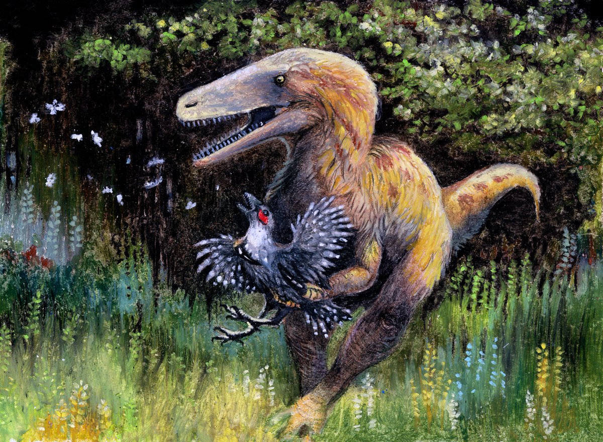 eawilloughby's tweet photo. Another newish painting from my book, and another of my very earliest attempts at working in oil pastels. Aerosteon, a genus of megaraptoran dinosaur from the Late Campanian of Argentina, grapples with the bird Patagopteryx. https://t.co/TSP0xxnbYv