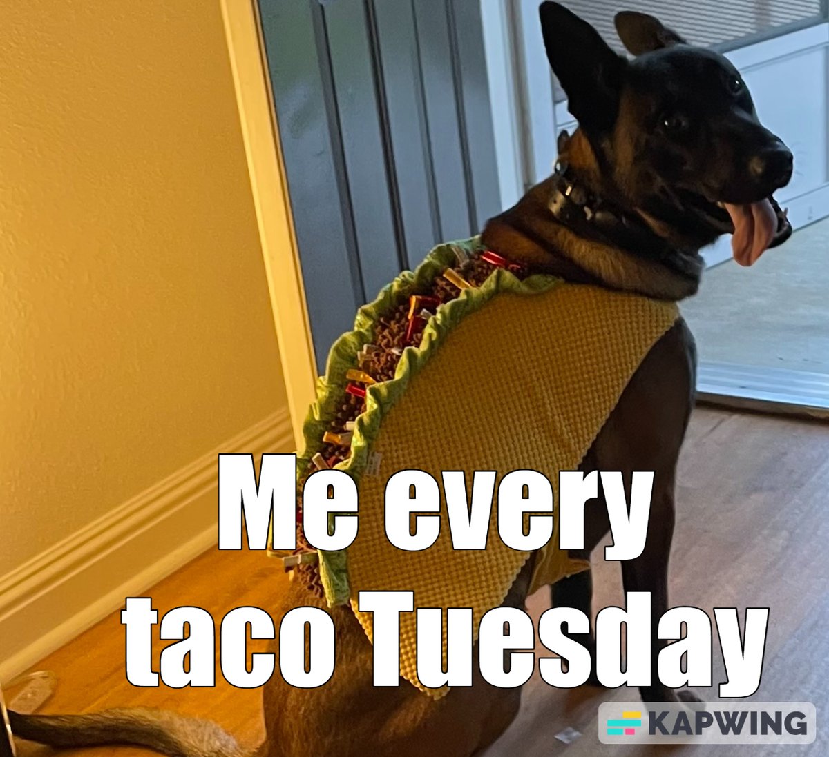 Jessica97097342's tweet photo. #TacoTuesday #dogsoftwitter #tacoboi #MCO335 https://t.co/wI0VAW1IEz