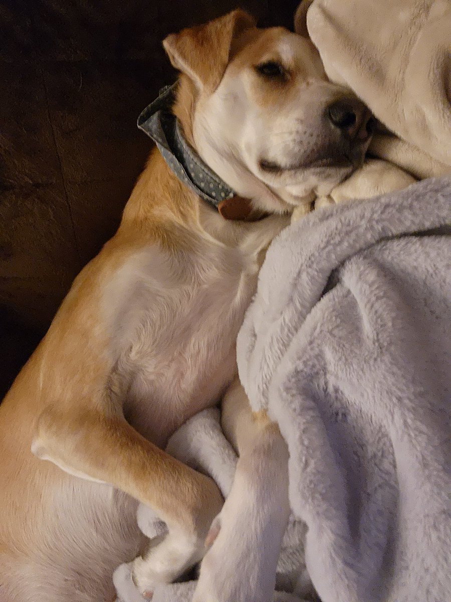 chelsburke's tweet photo. Update, he's here still. Apparently he is in a cuddle kind of way today.. 
#Dog #DogsOnTwitter #AdoptDontShop @NukingTheCat https://t.co/tv0qmLSyzB