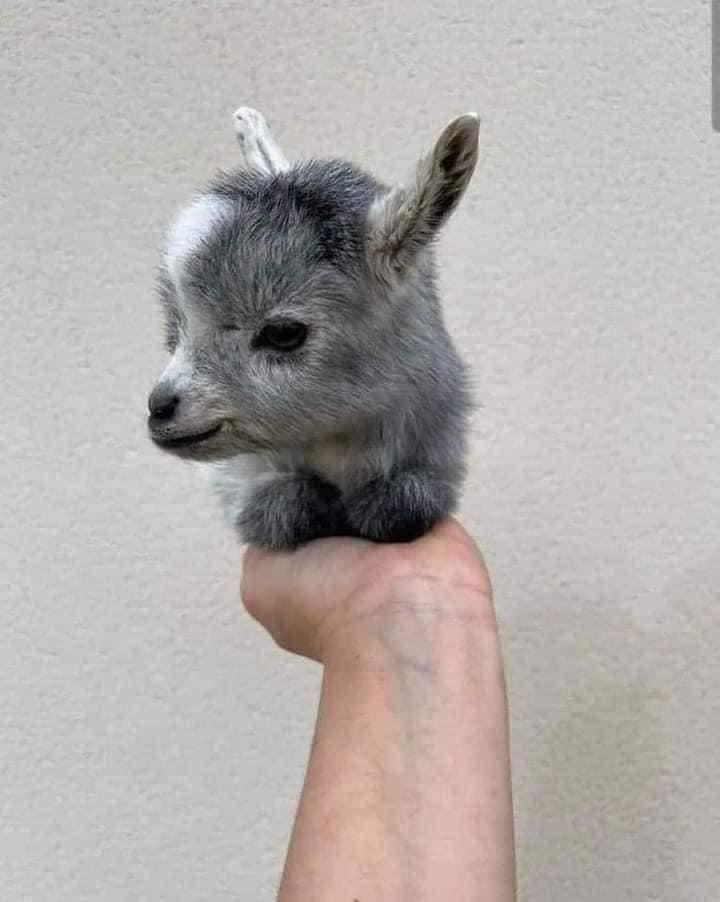 MerGarza's tweet photo. Con ustedes una cabra pigmea o cabra enana africana. 🐐✨ https://t.co/sUfZaIJbUl