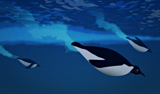 phrasemix's tweet photo. Daily #English lesson: "Their powerful flippers propel them through the water in search of prey." - https://t.co/yOZAXVL121 https://t.co/wpZcQDMVA5