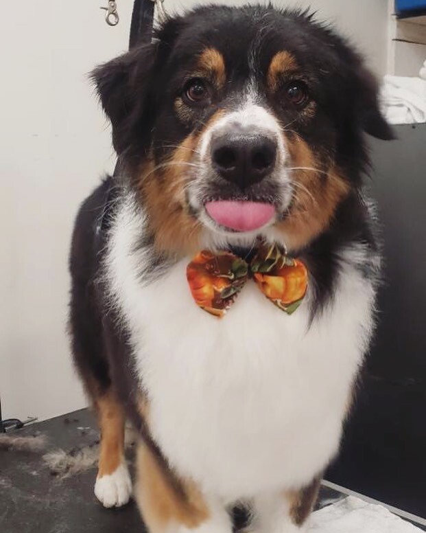 @ohlourdes_ You think Bryon’s done with your @$%! yet? 😝 #isaidgooddaysir #aussie #dogsofadamsave #dirtymuttsdrivemenuts #puppiesinthetub