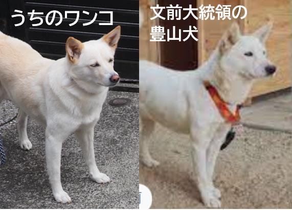 豊山犬 Twitter Search Twitter
