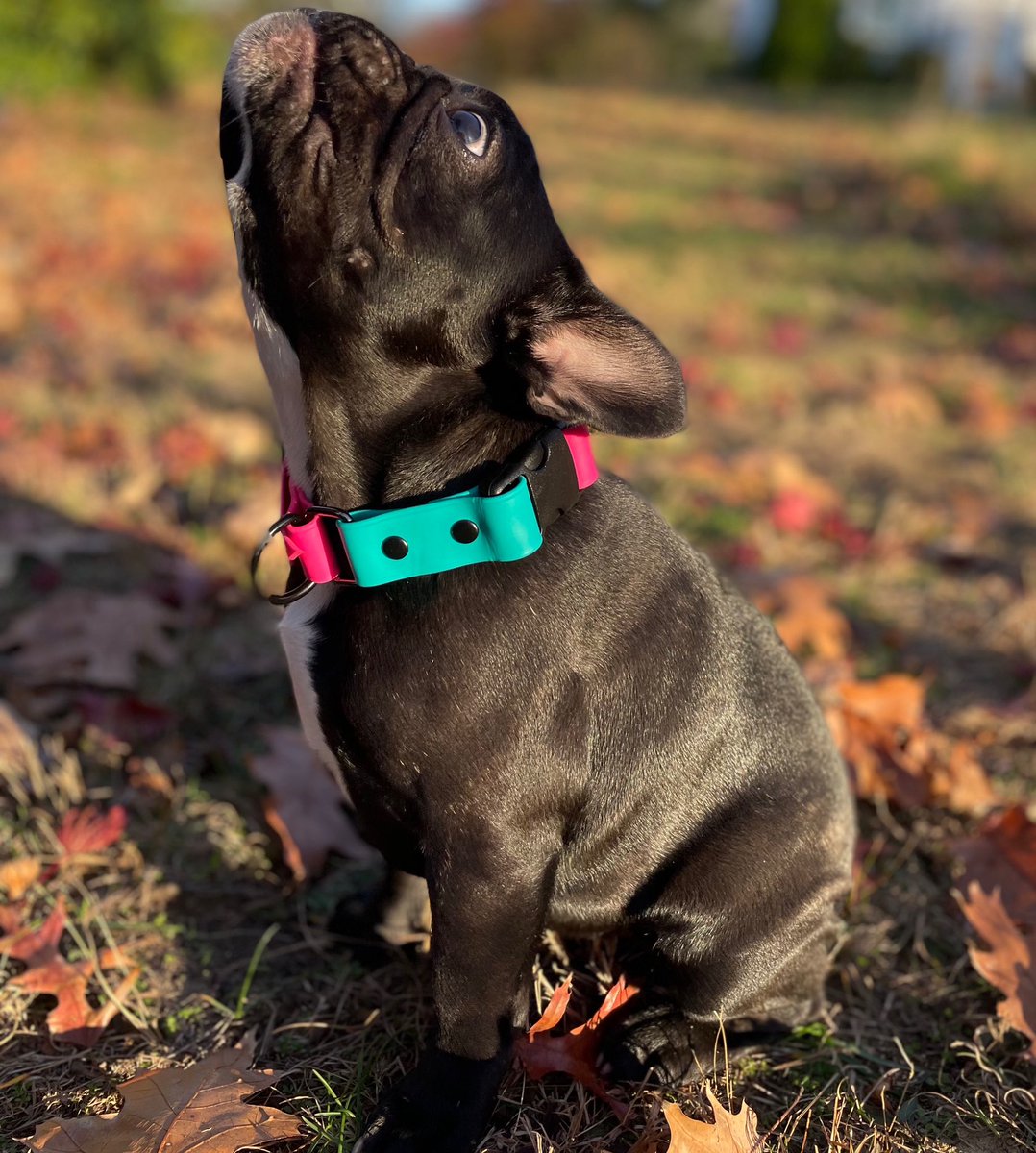 DDHarnesses's tweet photo. Hey we make dog collars now (and have the cutest model) 
#Frenchie #cute https://t.co/vXjbBfpUEY