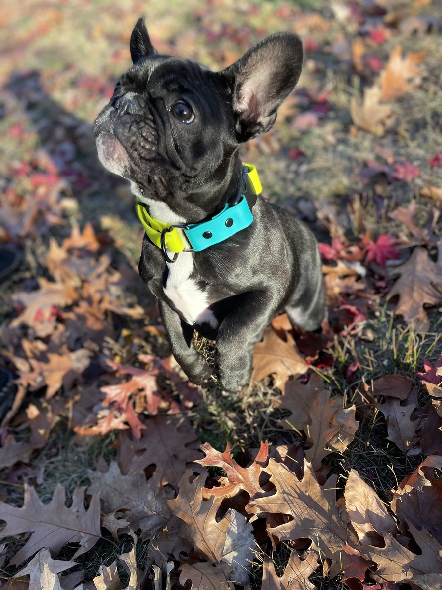 DDHarnesses's tweet photo. Hey we make dog collars now (and have the cutest model) 
#Frenchie #cute https://t.co/vXjbBfpUEY