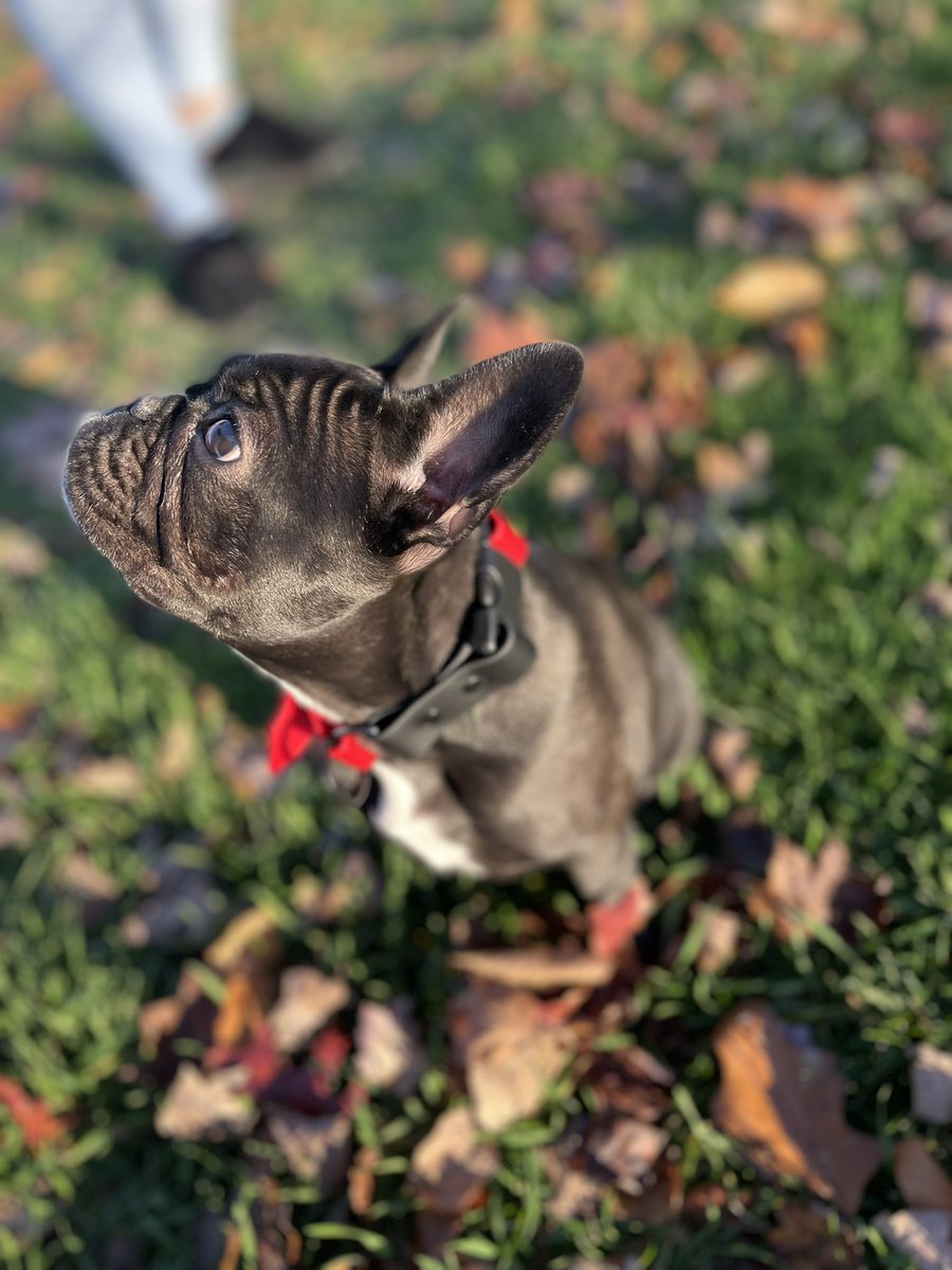 DDHarnesses's tweet photo. Hey we make dog collars now (and have the cutest model) 
#Frenchie #cute https://t.co/vXjbBfpUEY