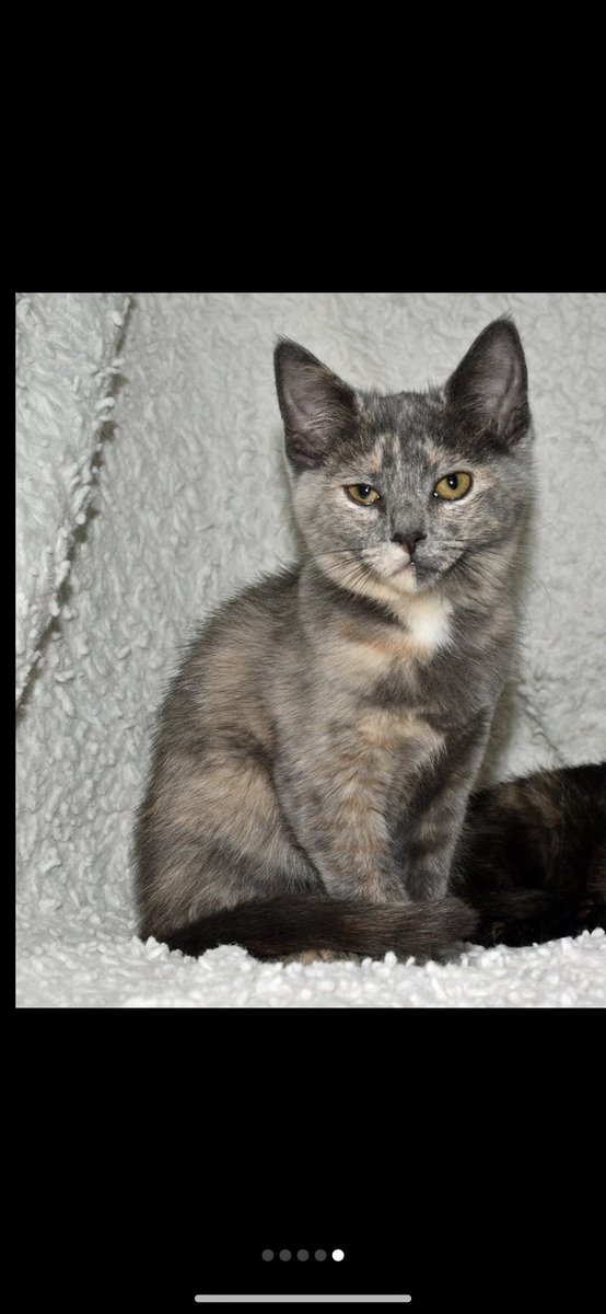 HollyChiles's tweet photo. My first cat literally ran into my apartment off the street and decided she lived with me. I picked my second based on her RBF https://t.co/1RhbrrdFaW