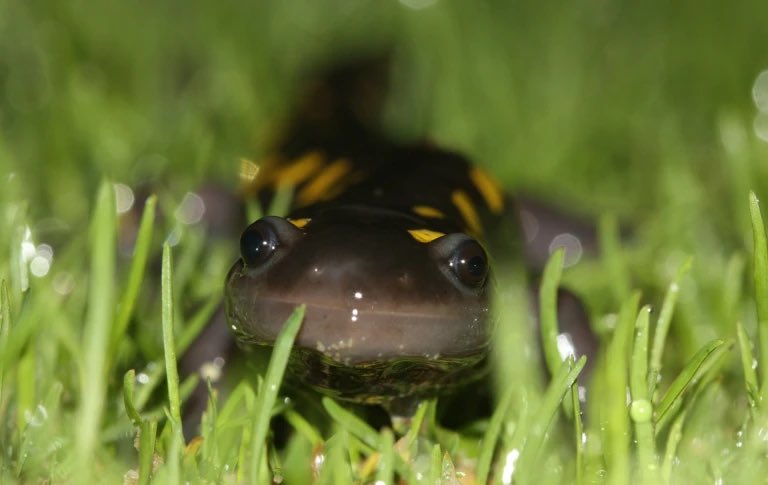 Noah Charney (@naturenoah) on Twitter photo I’m recruiting a #graduate student for my lab at UMaine to study #amphibian road crossings in Acadia National Park w #CitizenScience, position funded by <a href="/NatlParkService/">National Park Service</a> please RT. #ecology #salamander #herps #herpetology here’s the full link: naturenoah.com/charneylab/ I’m recruiting a #graduate student for my lab at UMaine to study #amphibian road crossings in Acadia National Park w #CitizenScience, position funded by <a href="/NatlParkService/">National Park Service</a> please RT. #ecology #salamander #herps #herpetology here’s the full link: naturenoah.com/charneylab/