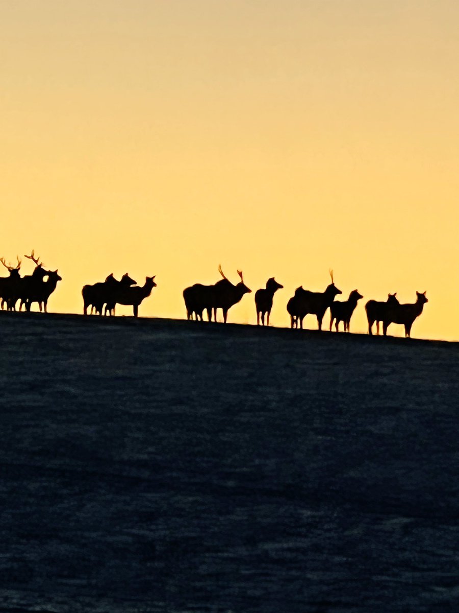 You don’t always need to harvest to have an epic hunt. Tonight was amazing. #elkhunt #elk #hunter