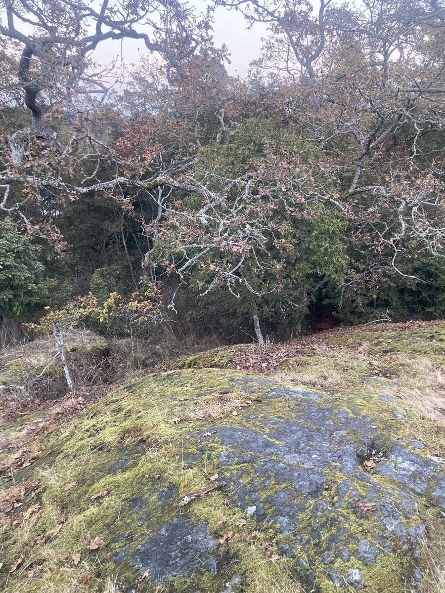 AlexineCleans's tweet photo. Falling into autumn with leftovers, dry leaves and mossy walks in the fog 🍁��🥹 https://t.co/xoRGdzGofA