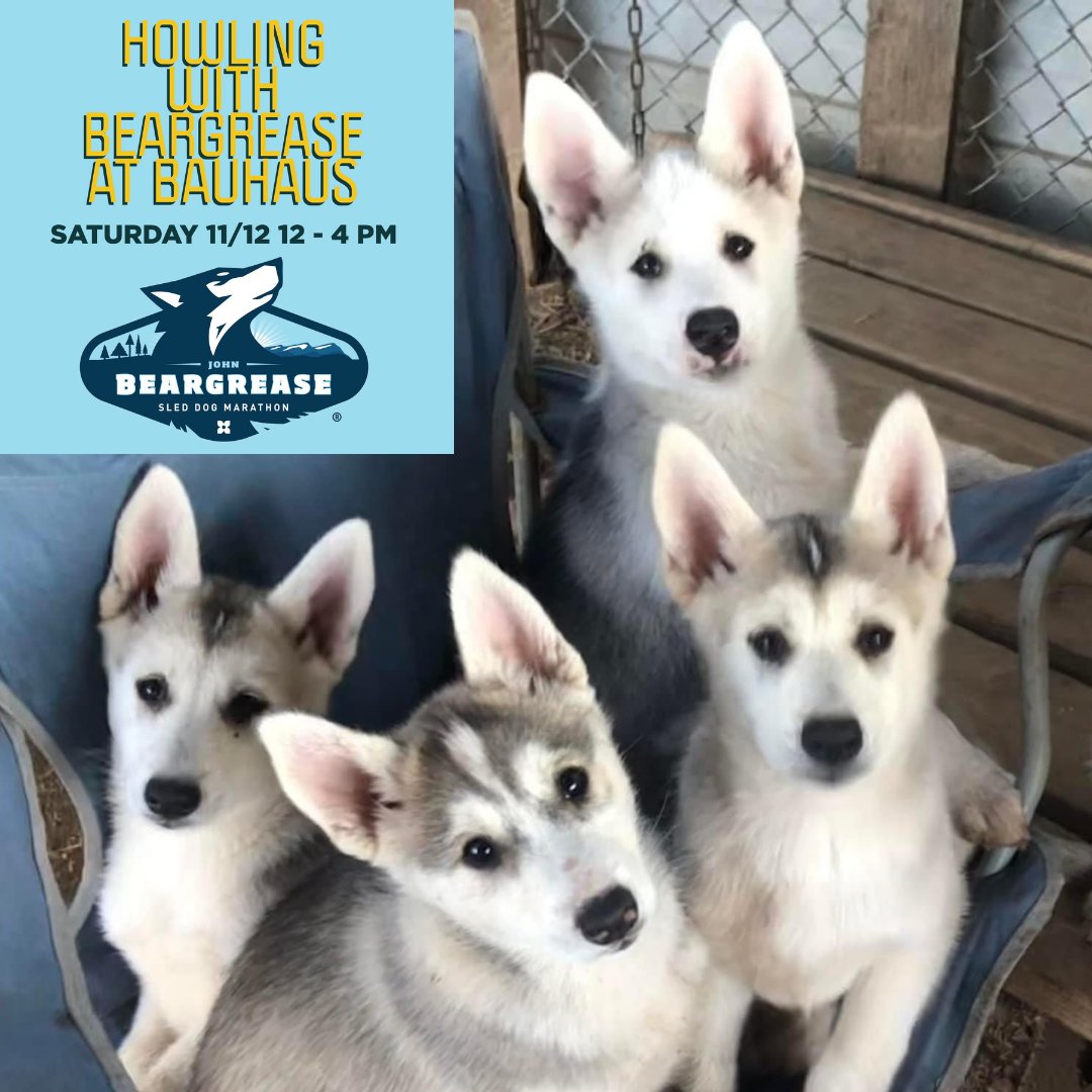 Beargrease Sled Dog Marathon tweet media