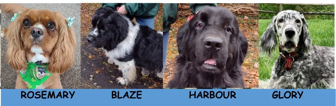 shalerlibrary's tweet photo. The Tail Waggin' Tutors are back at #ShalerLibrary! Read to your favorite therapy dog on the last Saturday of the month from 10AM - 12PM. Kids in Kindergarten &amp; up can register for a 15-minute session on Saturday, November 26 here: https://t.co/9bEhYZtFJI. #snhl #PittsburghKids https://t.co/rlm53PKvBS